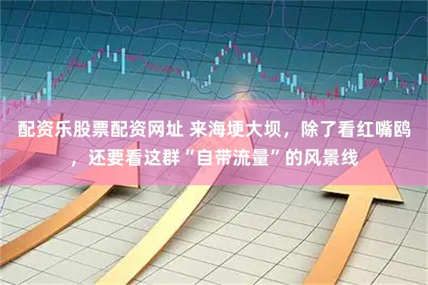 配资乐股票配资网址 来海埂大坝，除了看红嘴鸥，还要看这群“自带流量”的风景线